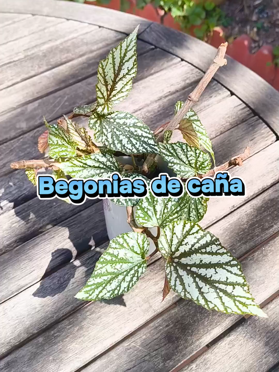 @𝑴𝒊 𝒑𝒂𝒕𝒊𝒐𝒉𝒖𝒆𝒓𝒕𝒐