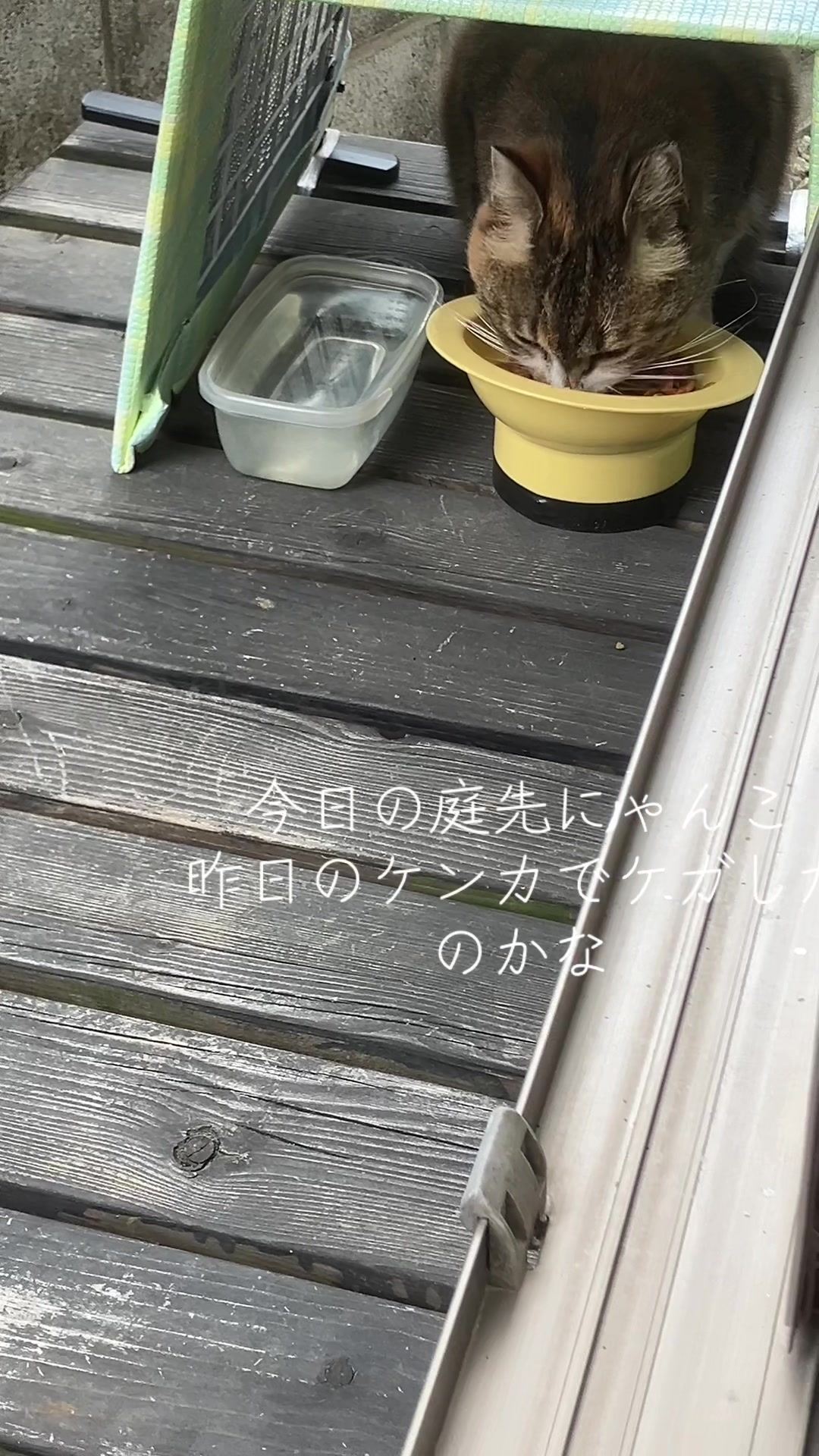 @にゃん⭐︎にゃんZ