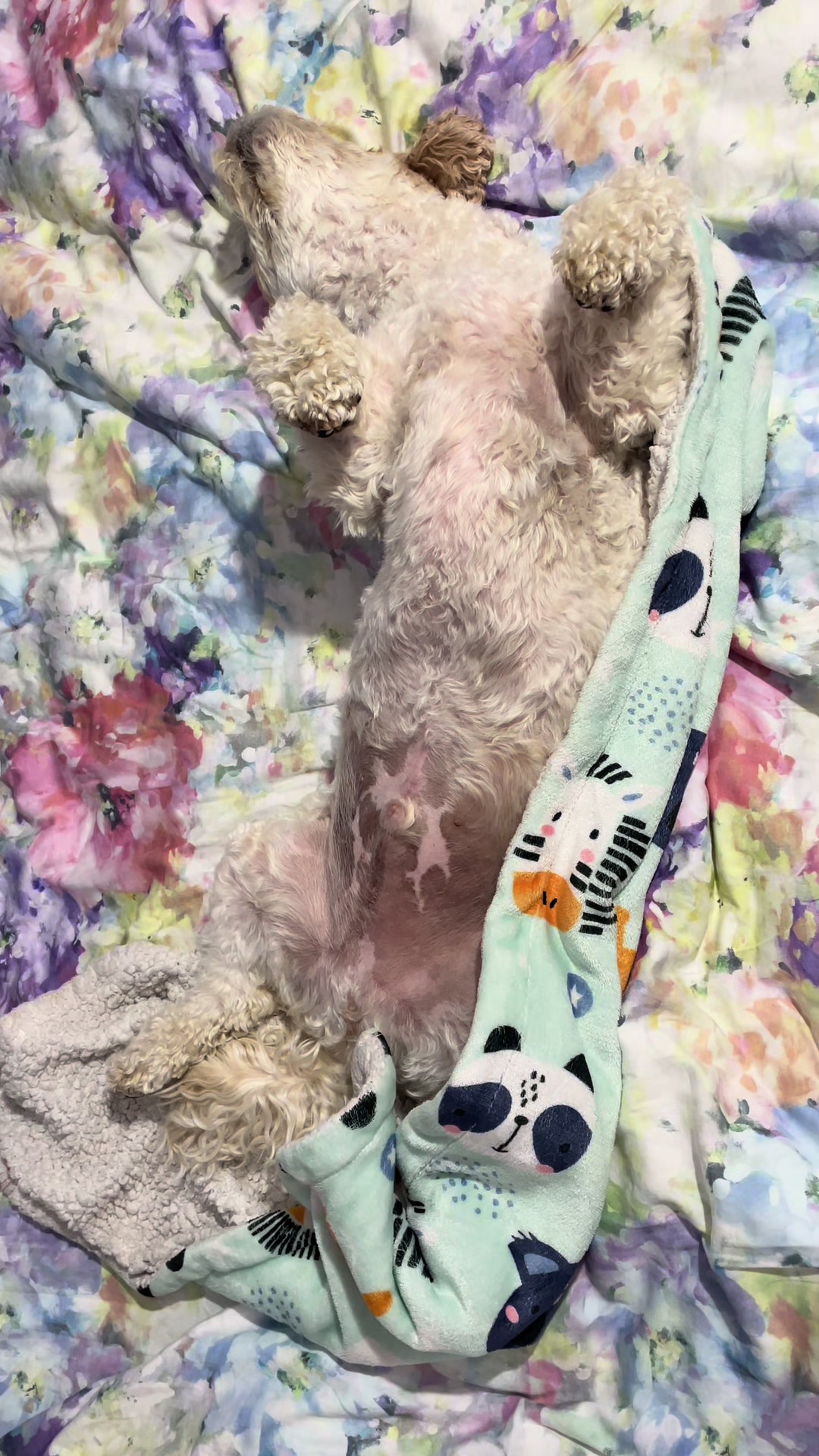 @My Cavachon