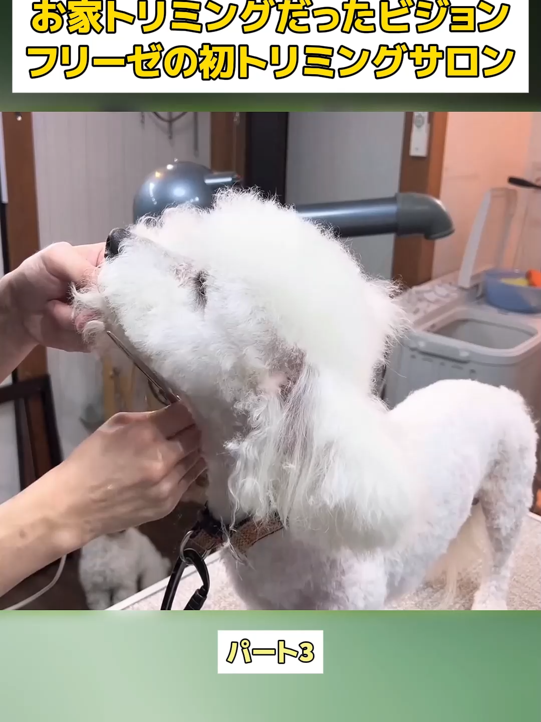 @Dog fun&rsquo;s lovers