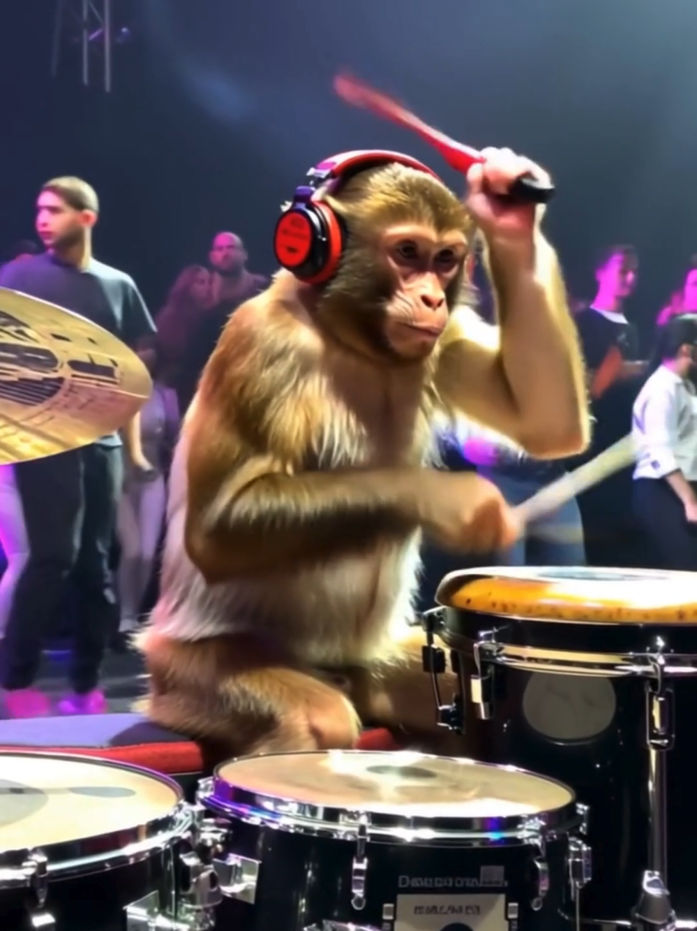 @Chimp Enclave