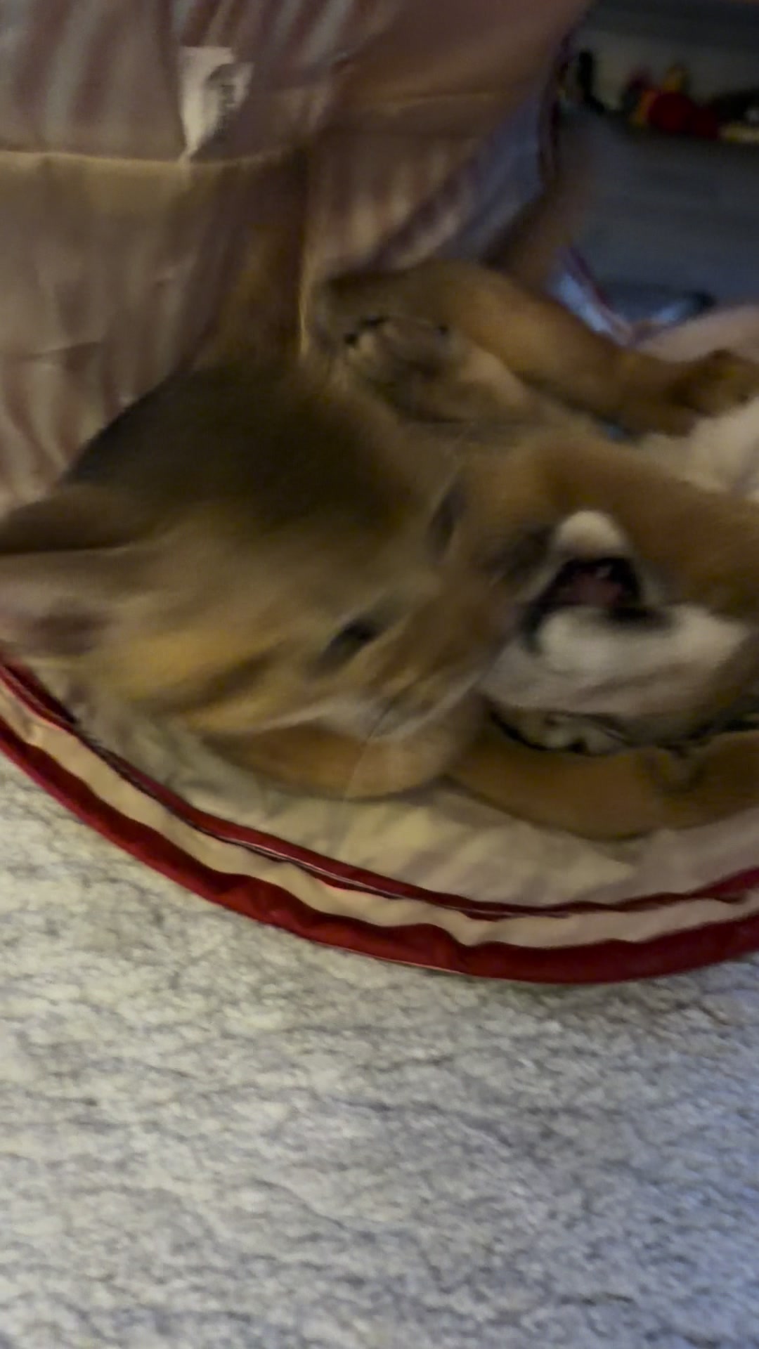 @Abyssinian cat UK