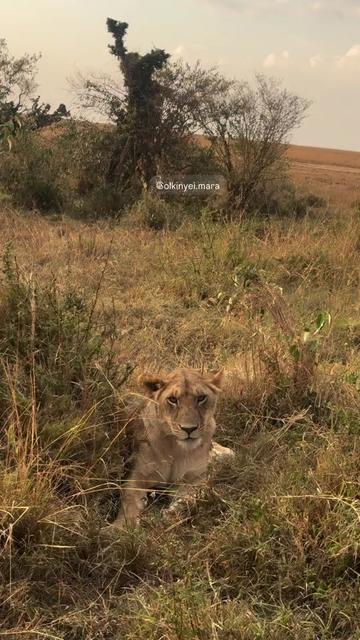@Guzzicar🦁
