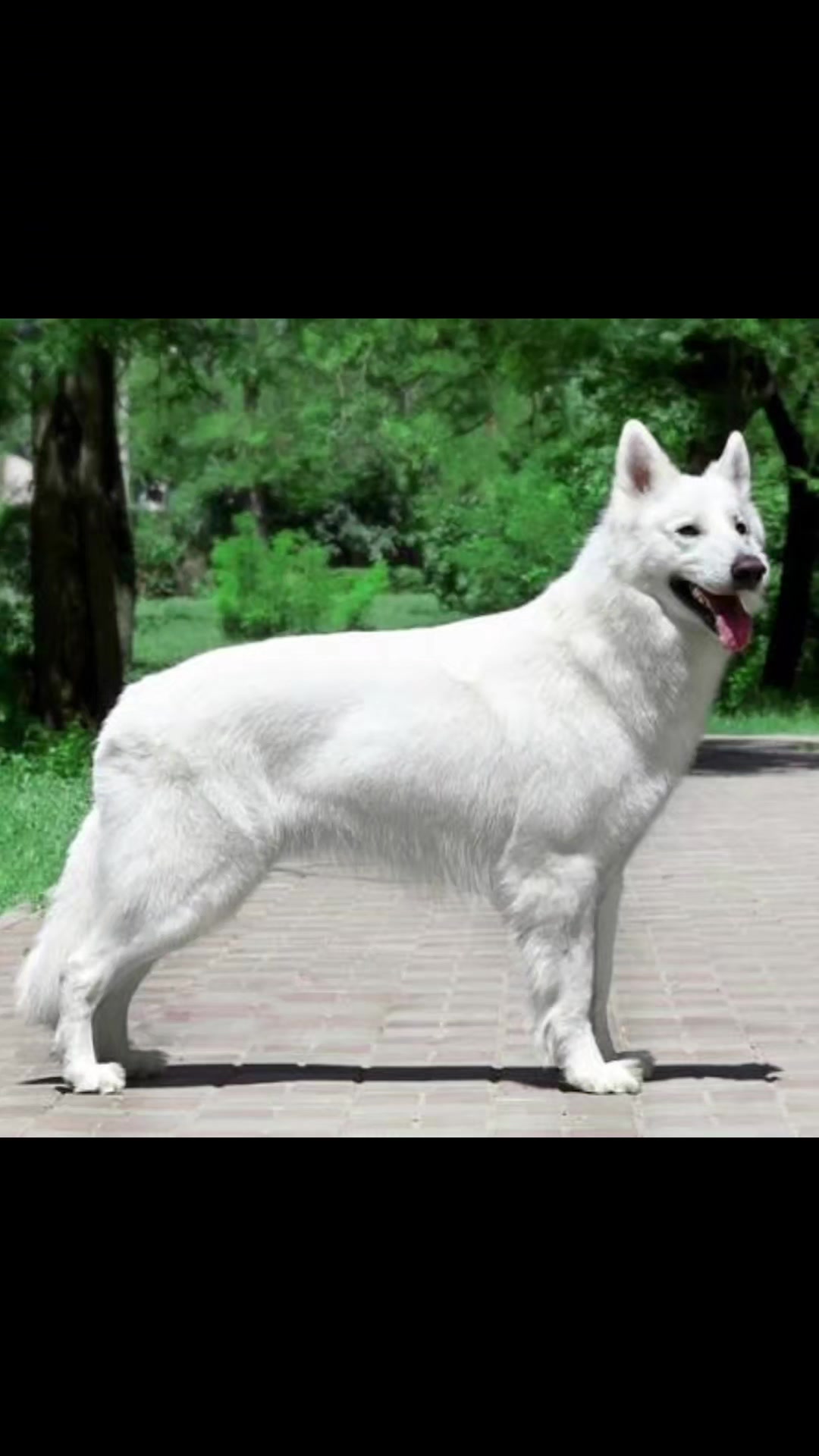 @offbrandgsd