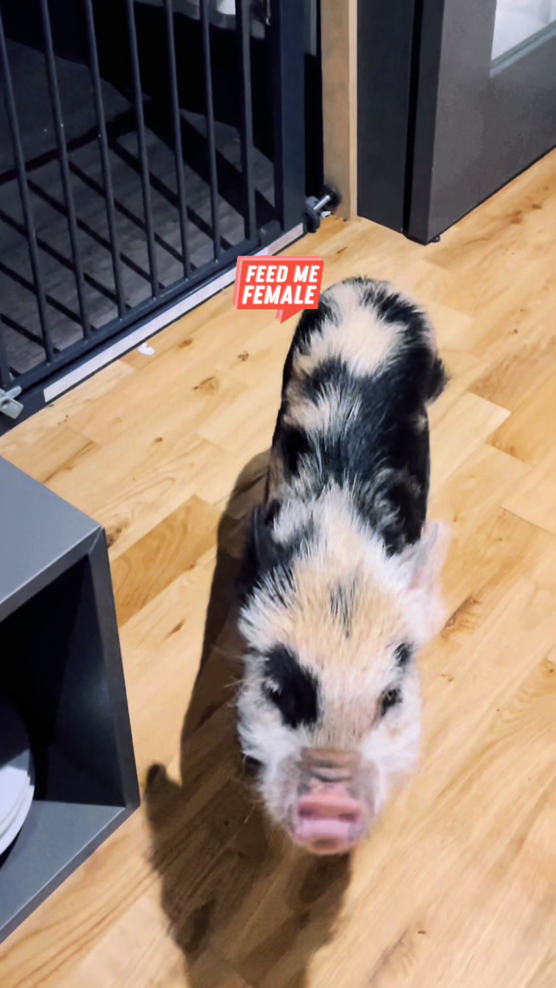 @Pig in the house