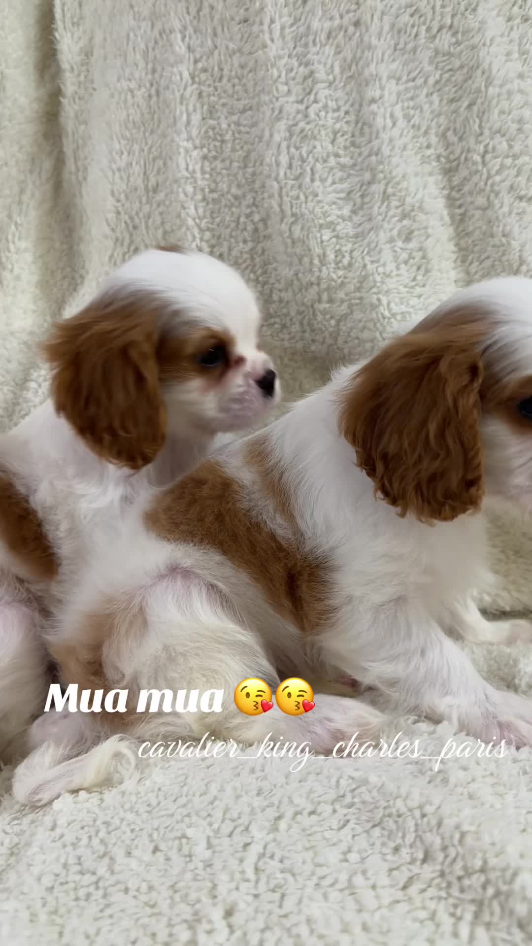 @Cavalier_king_charles_paris