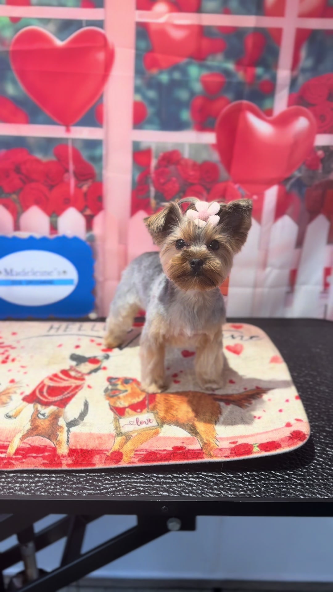 @madeleinesdoggrooming