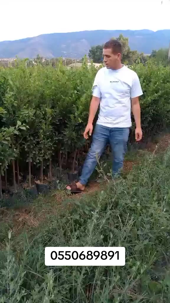@مشتلة عبدالله