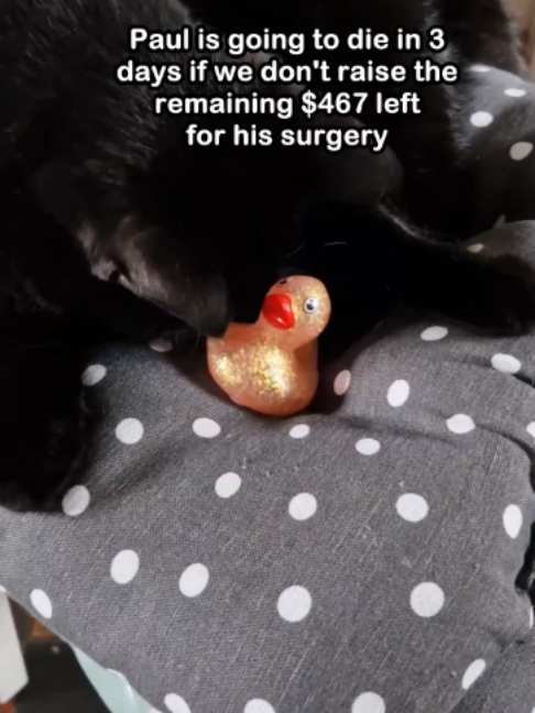 @Saving Paul the brave Cat!
