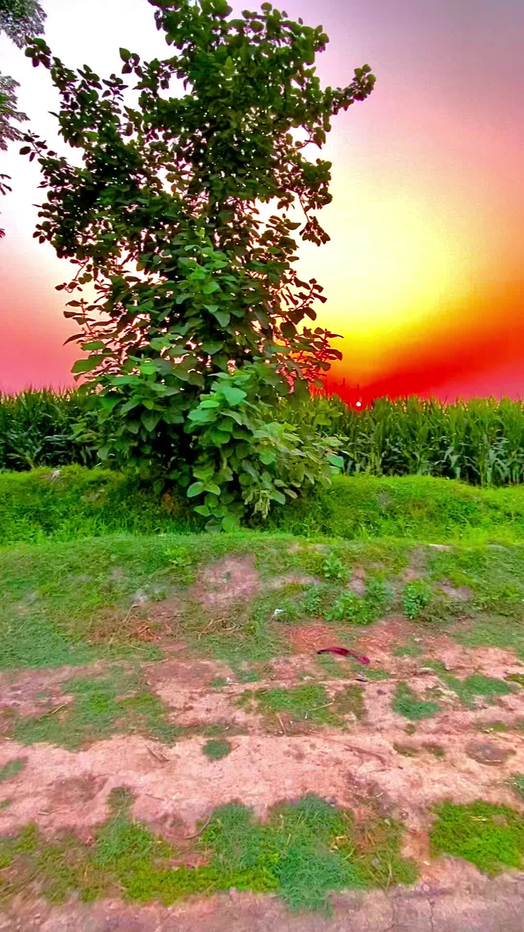 @پنجابی لڑکی🍃🌱💯