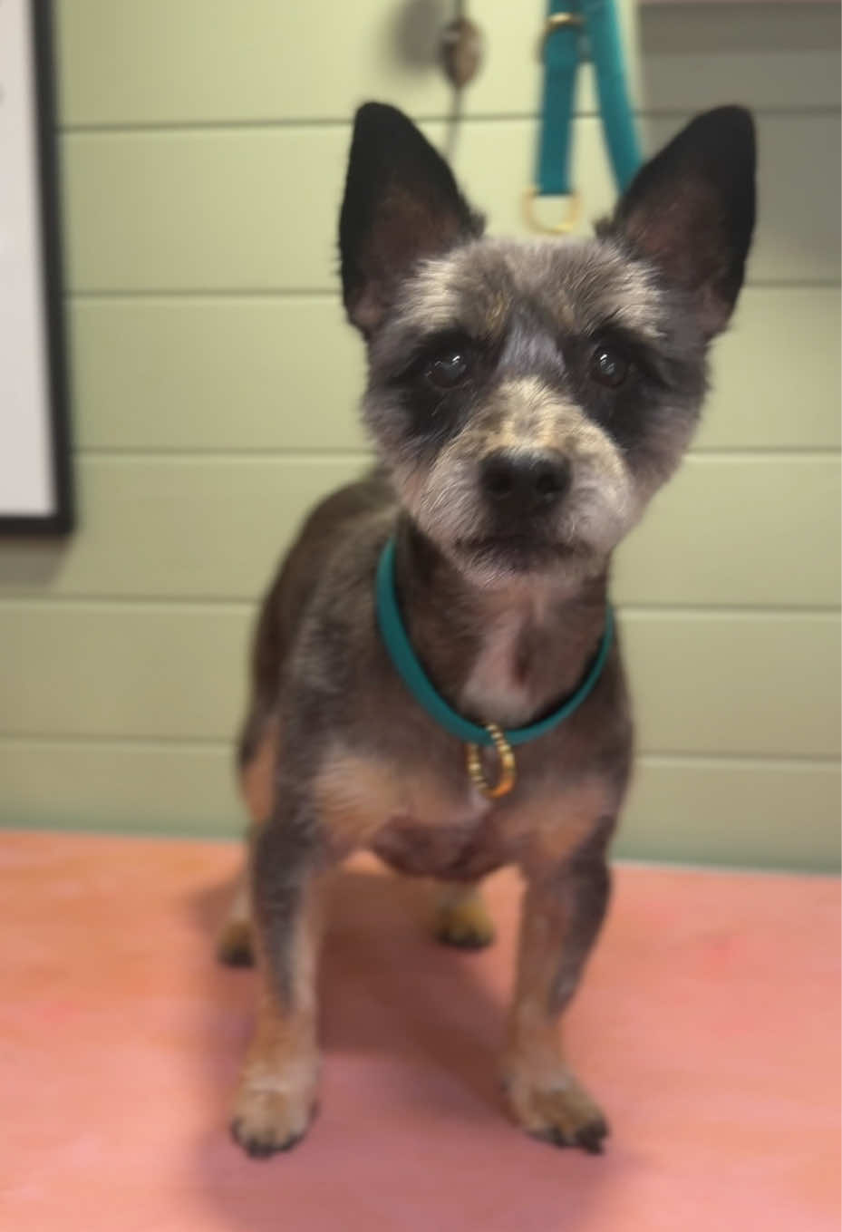 @hollyshoundsgrooming