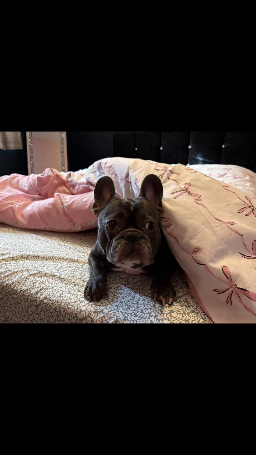 @Gizmo the frenchie & my humans
