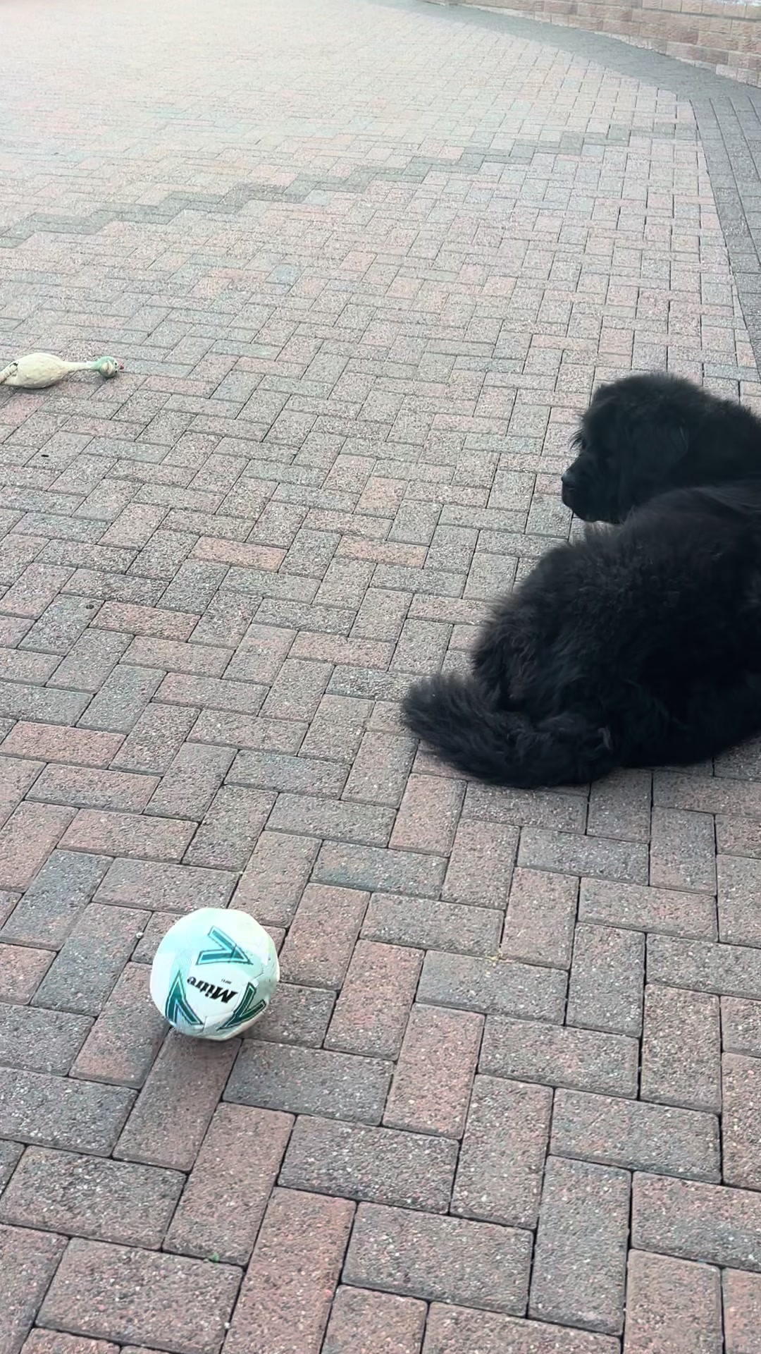 @Pablopoppypiperpoodle