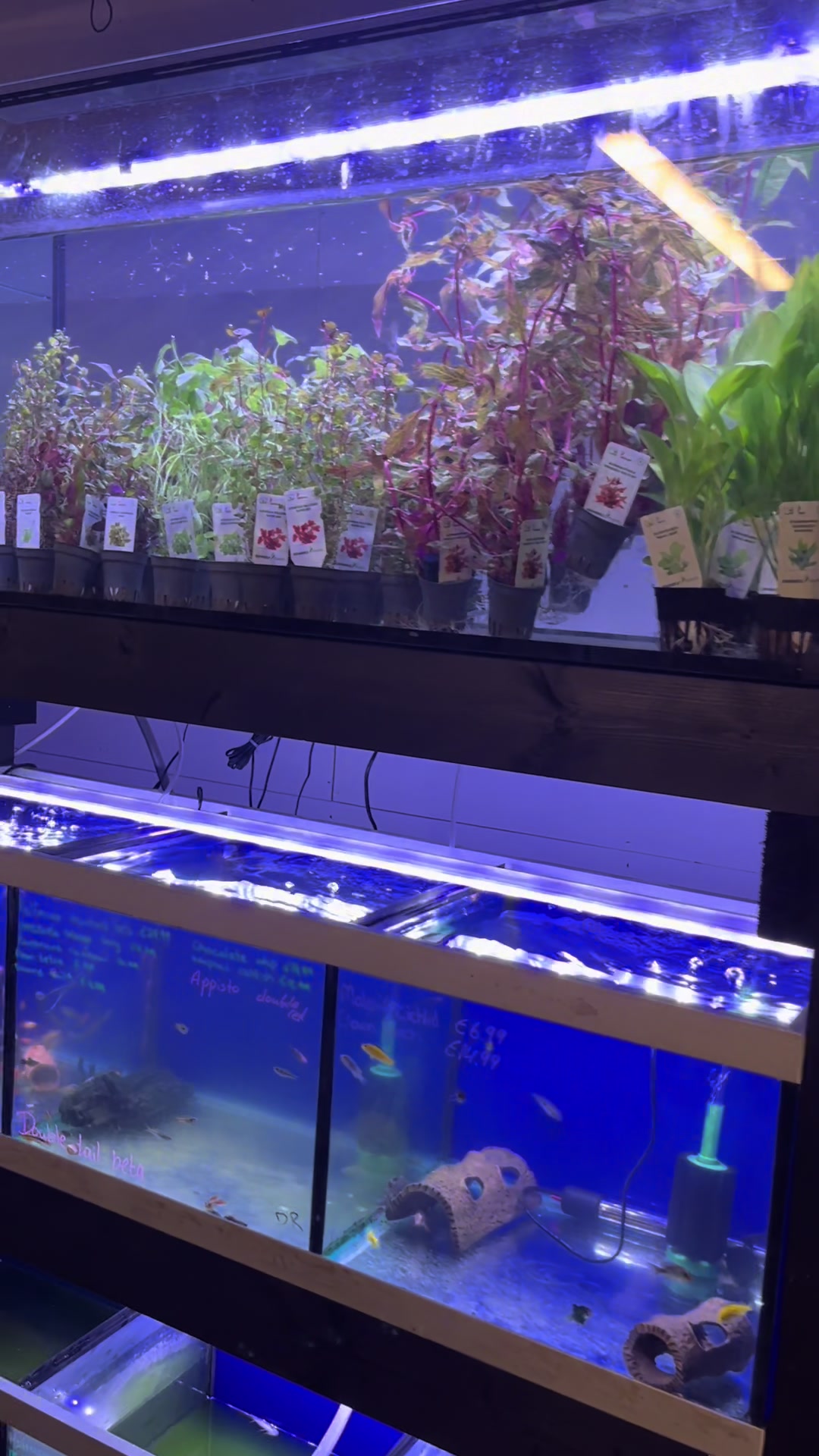 @Dobs Pets and Exotics