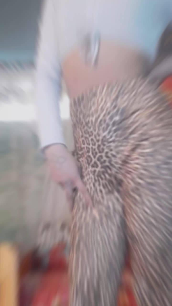 @Jedine Dula je Boss