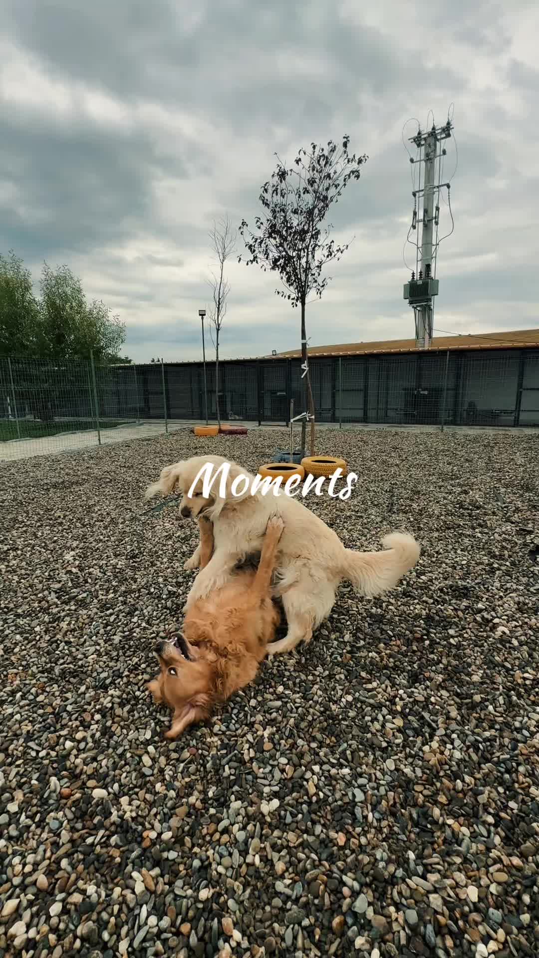@Puppy Land Resort