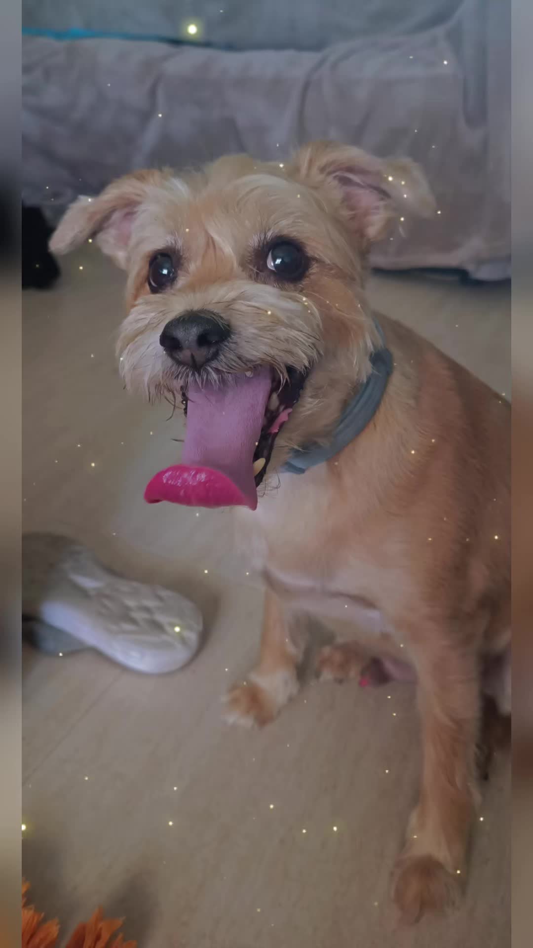 @RoyleDogWalking