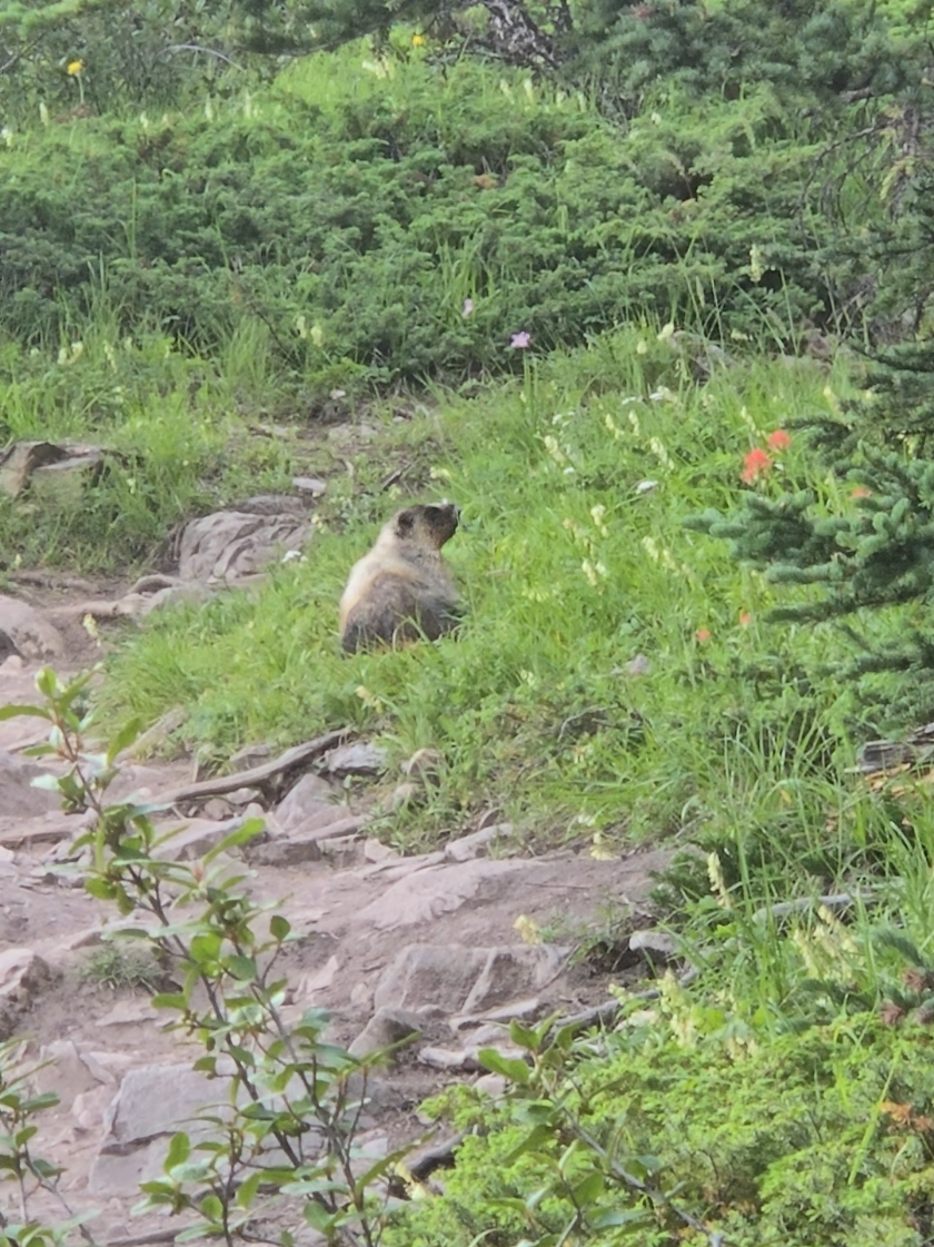 @Banff Trail Running & Wildlife