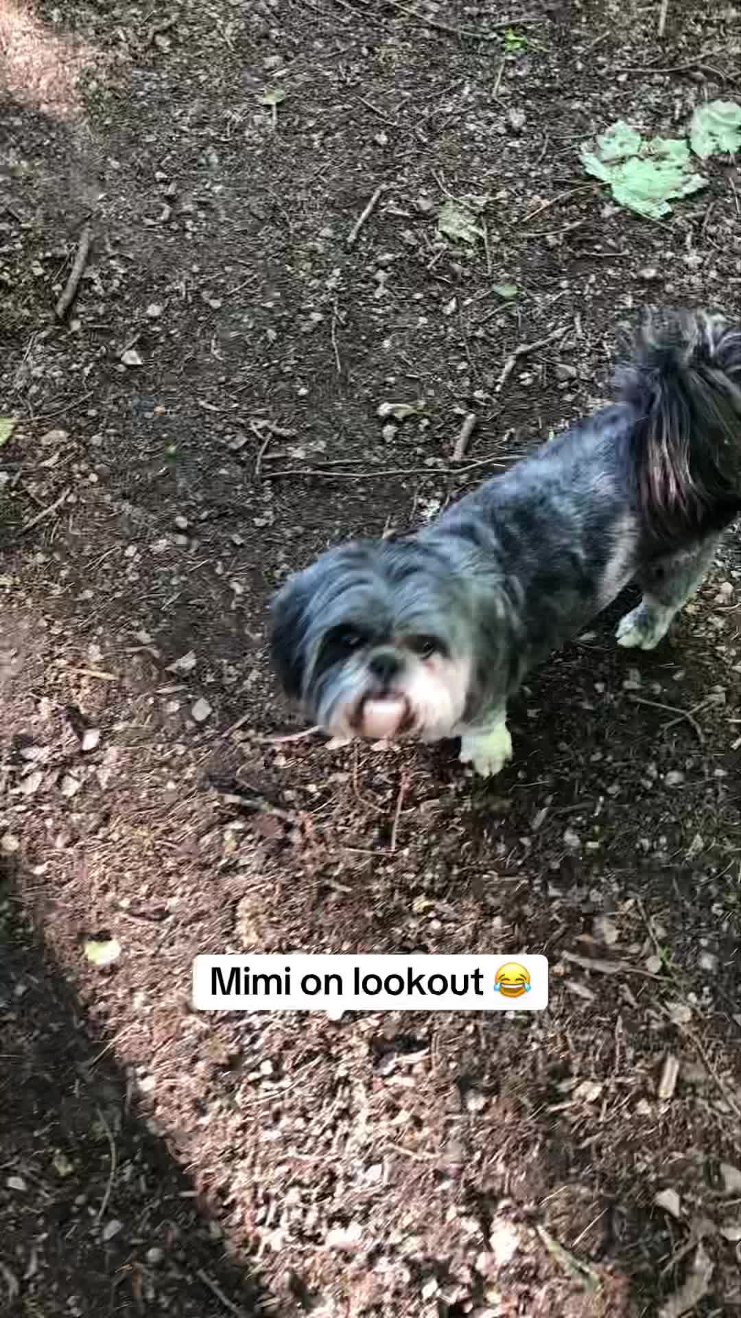 @Mimi the Shihtzu