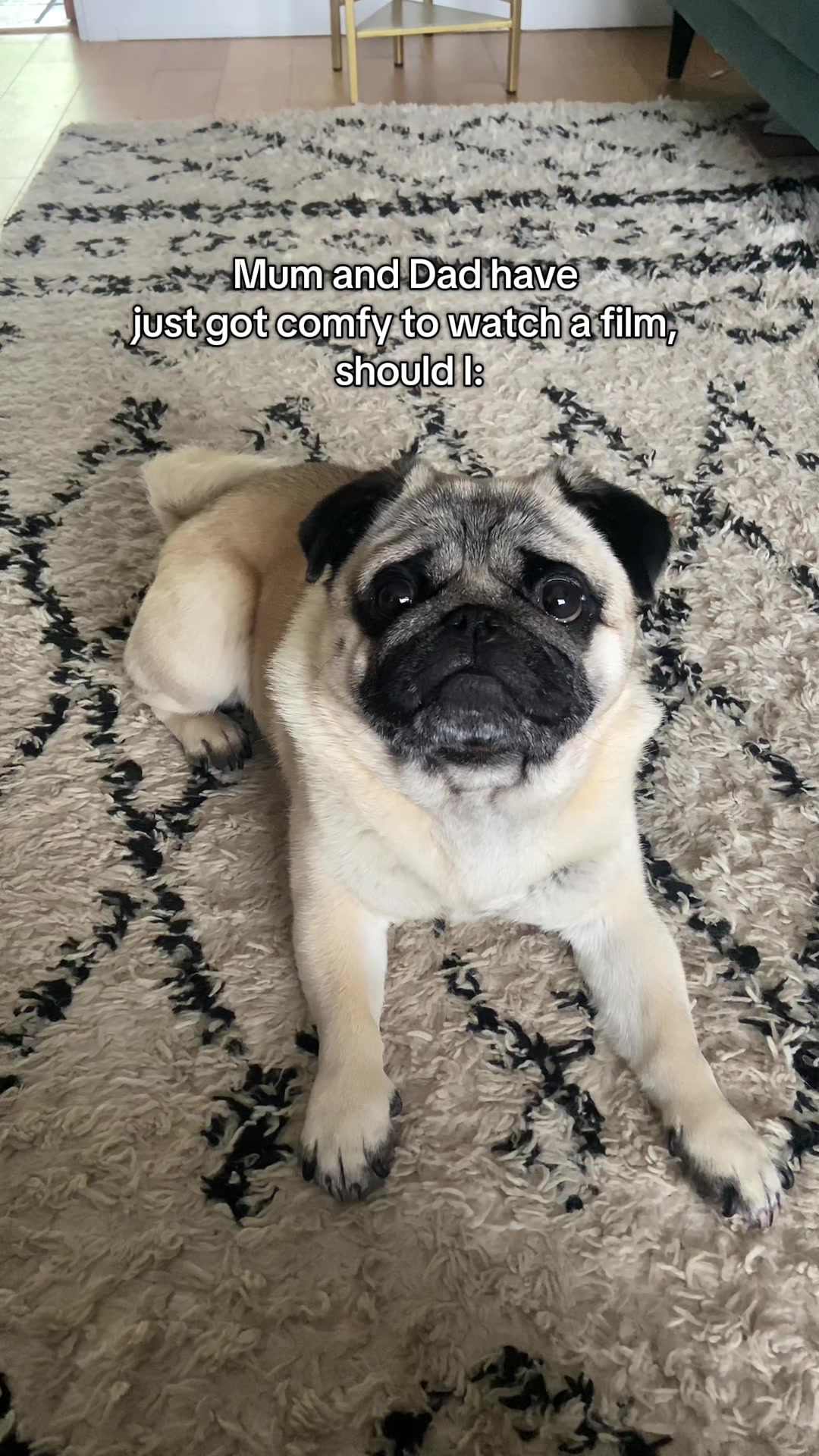 @Wee Winston The Pug