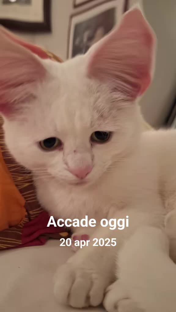 @gattopippo