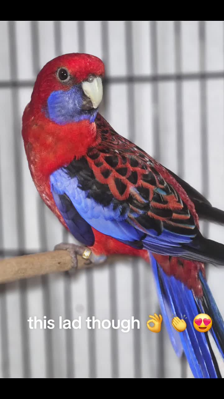 @shaws exotics