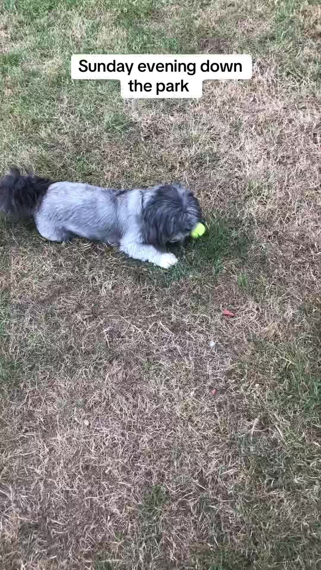 @Mimi the Shihtzu