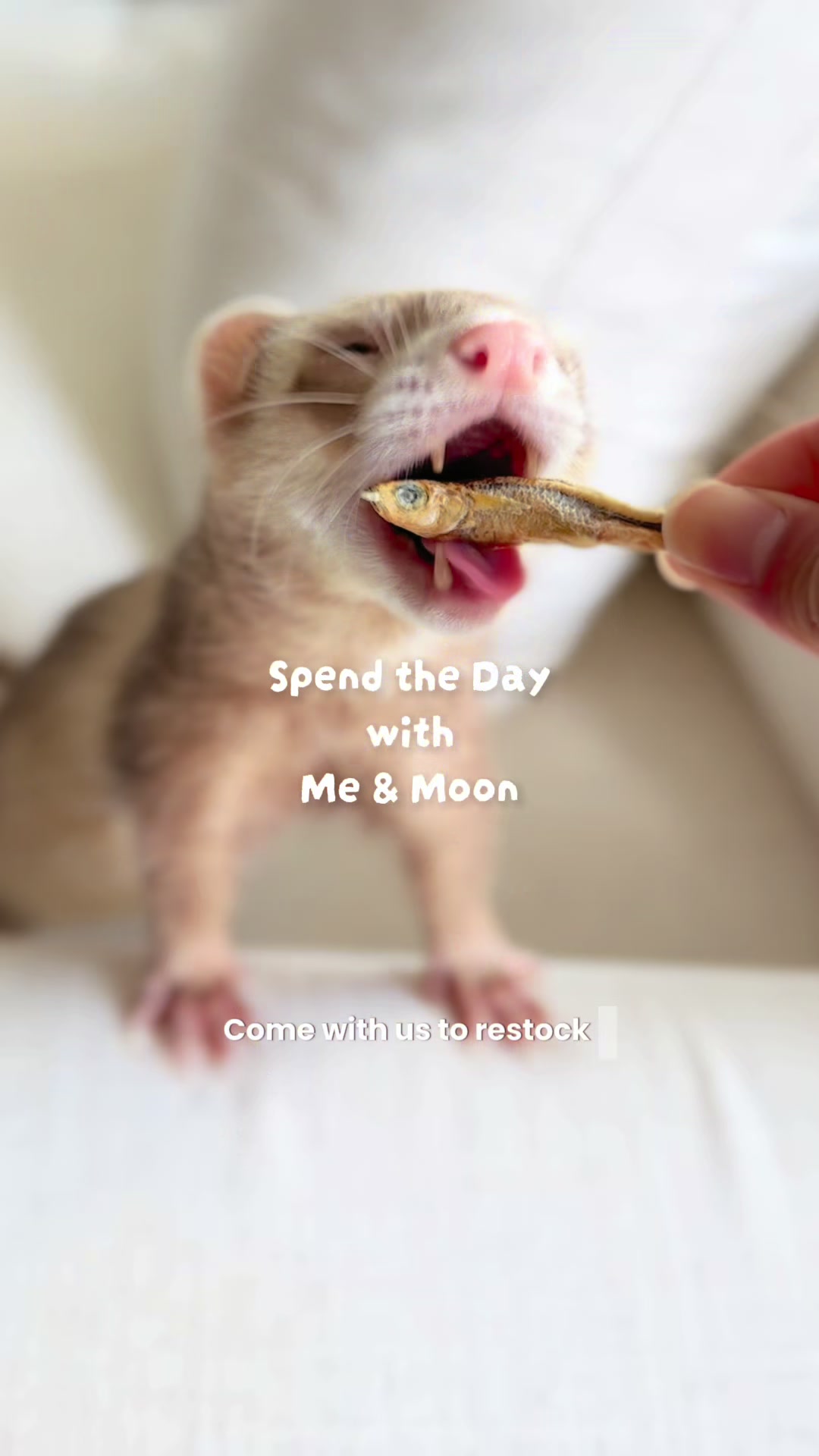 @Moon & Nala