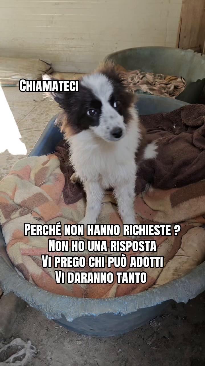 @I randagi di nessuno