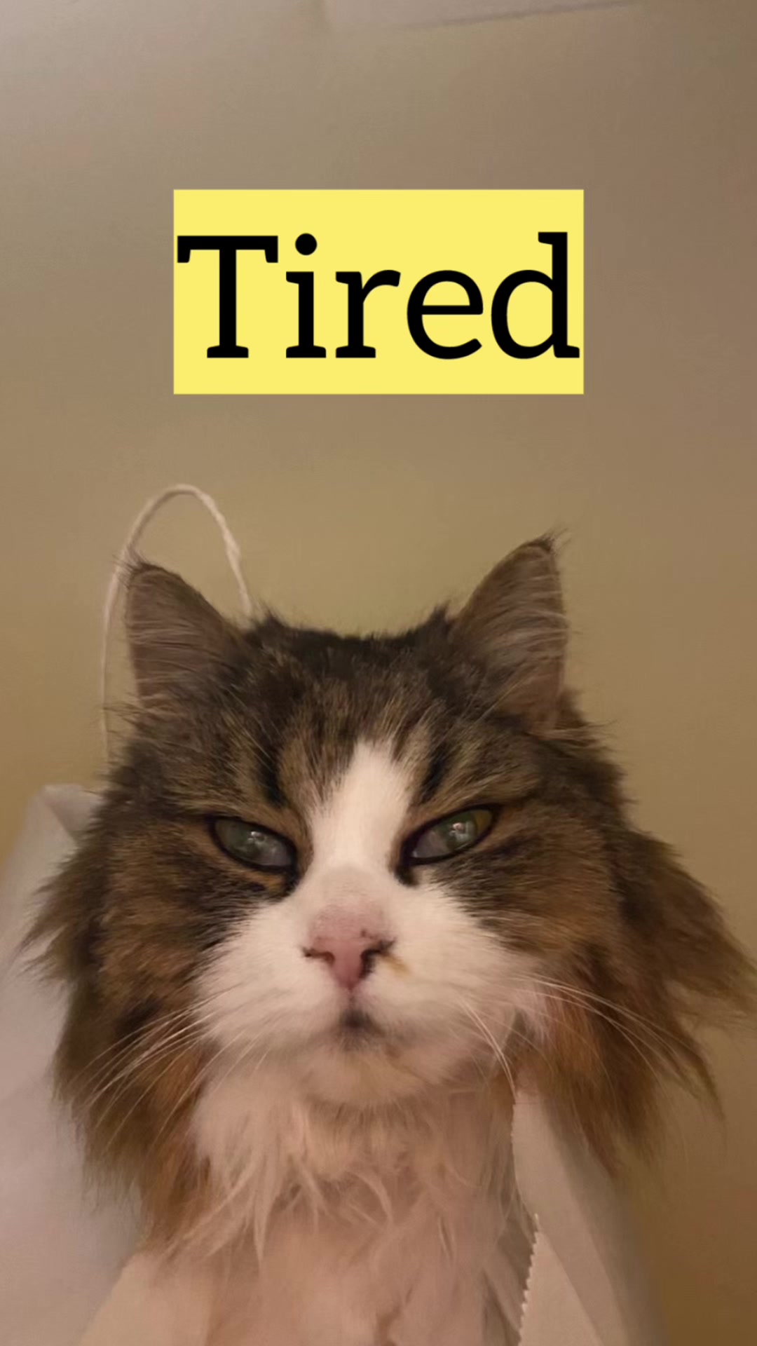@Cattalents
