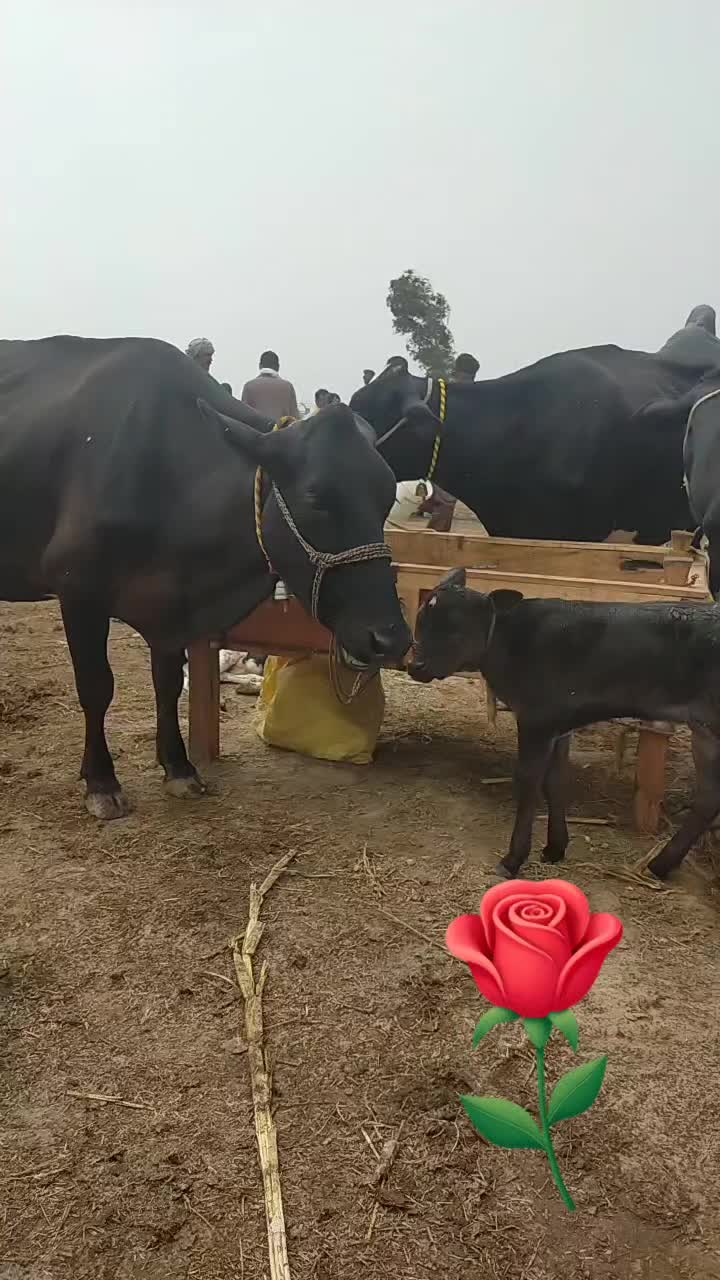 @ملک ربنواز سرگودھے الا