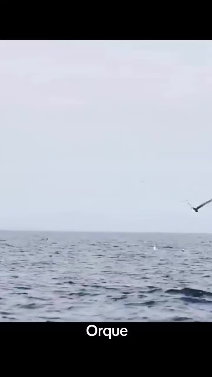@wildlifemarine 🇲🇫