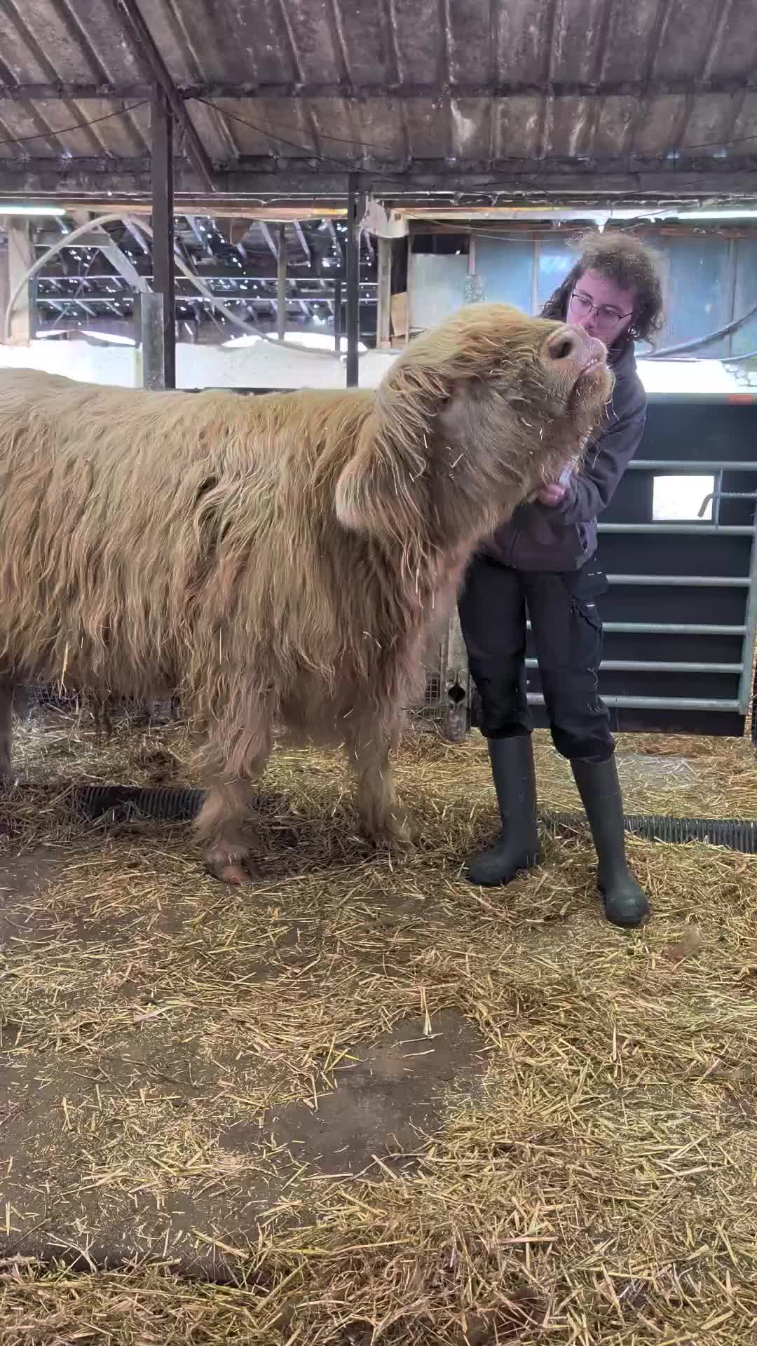 @Dumble Farm Highland Cows