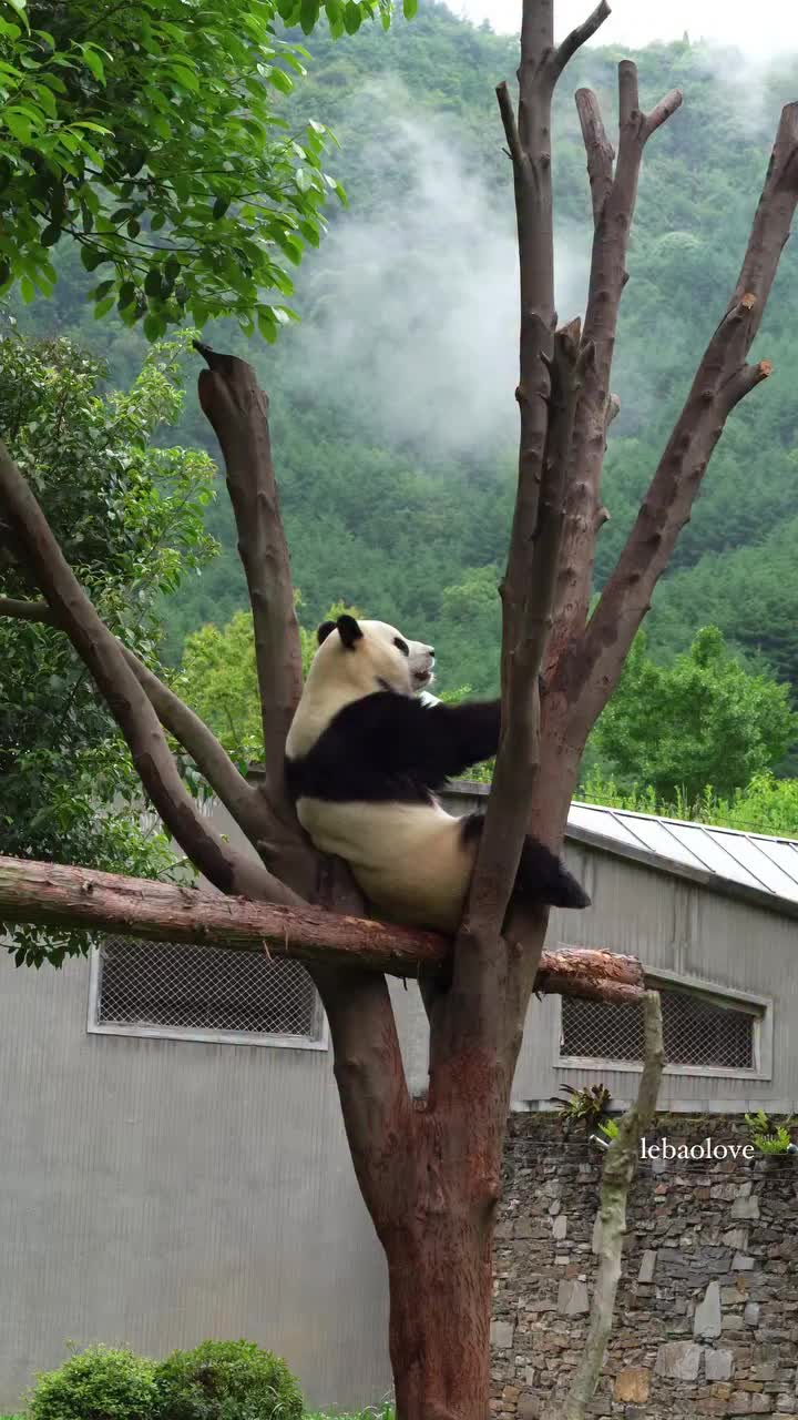 @pandy_pandaa