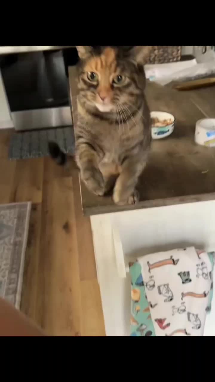 @Kitty Meow