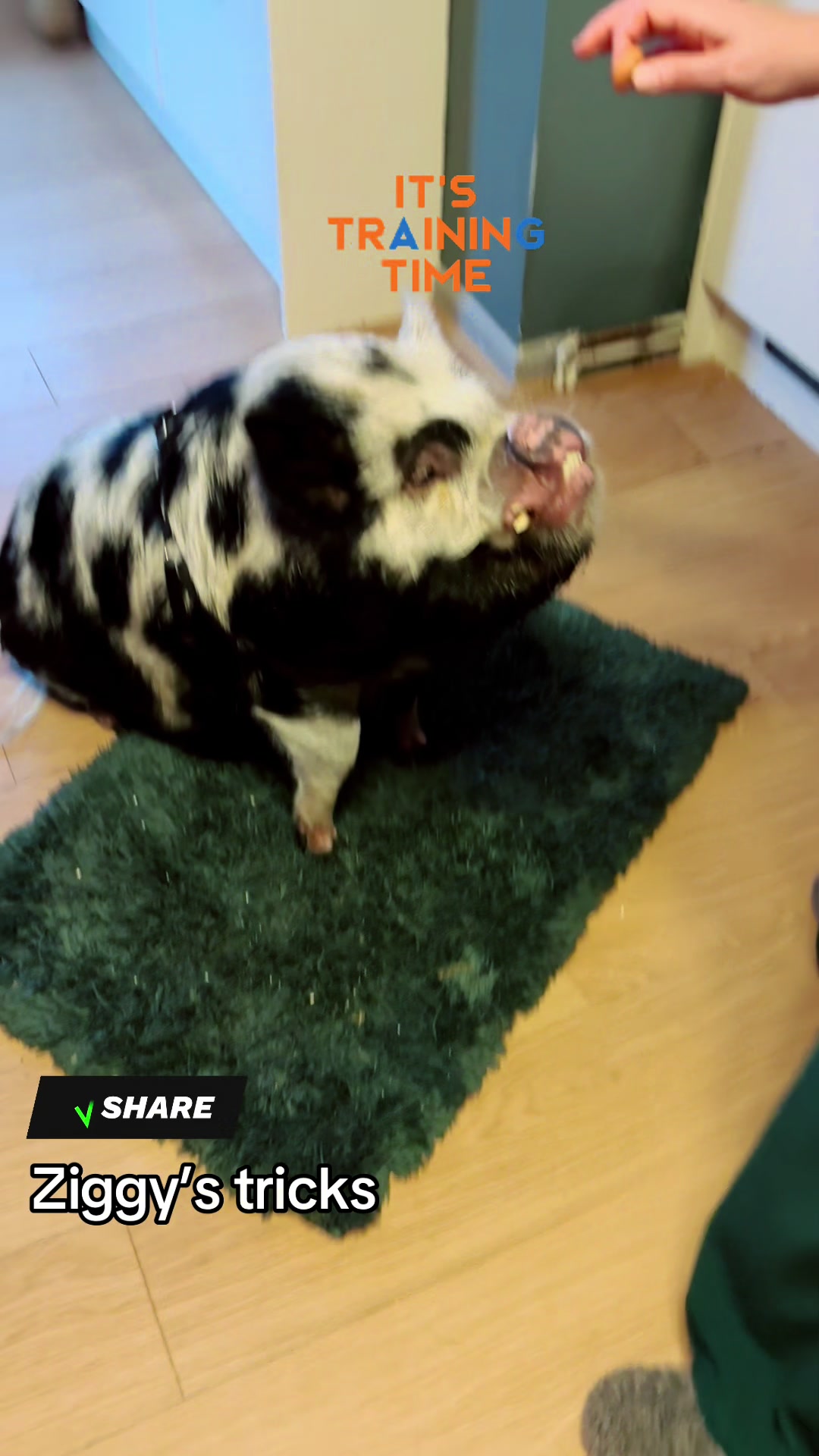 @Pig in the house