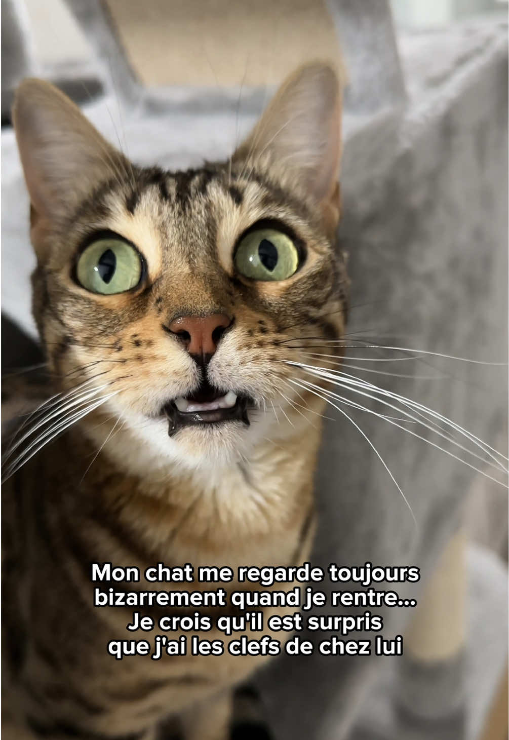 @Ricki the Bengal