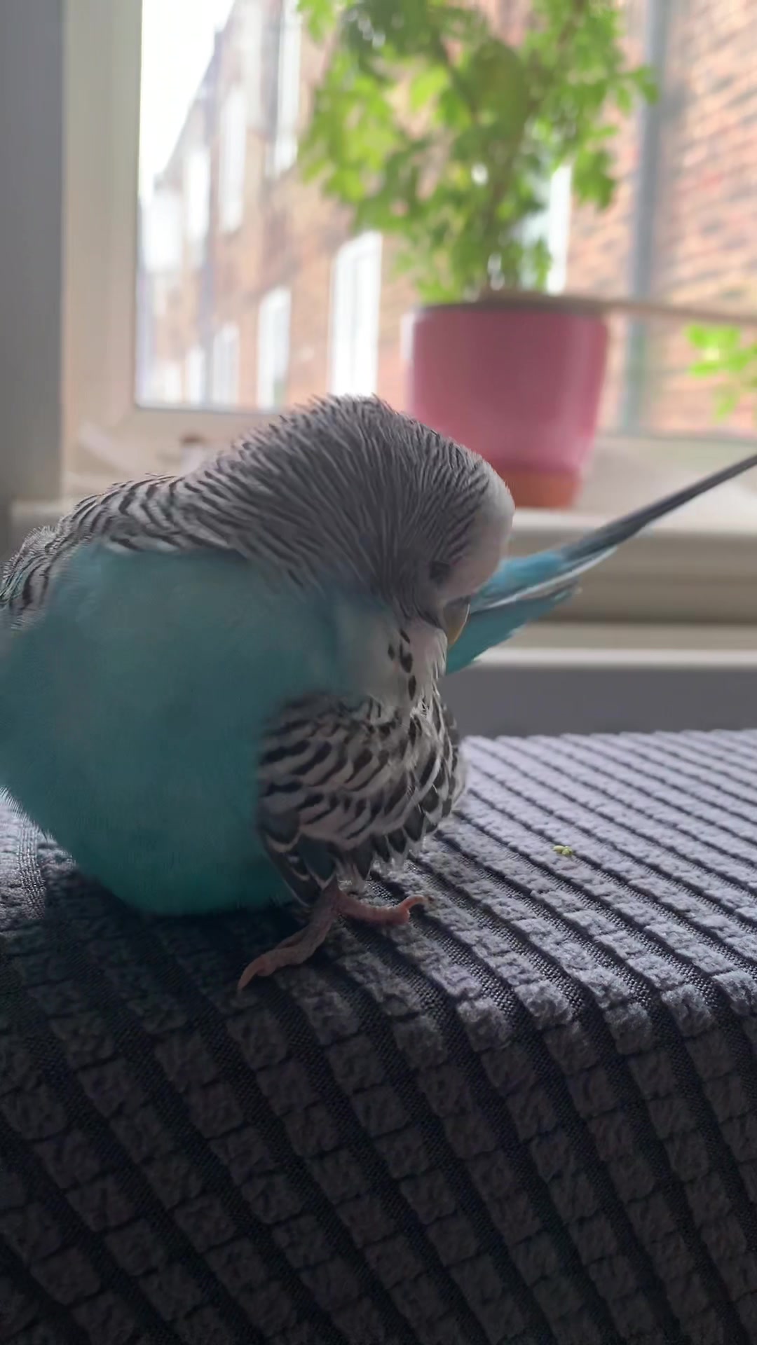 @Blu_the_budgie 🇹🇹
