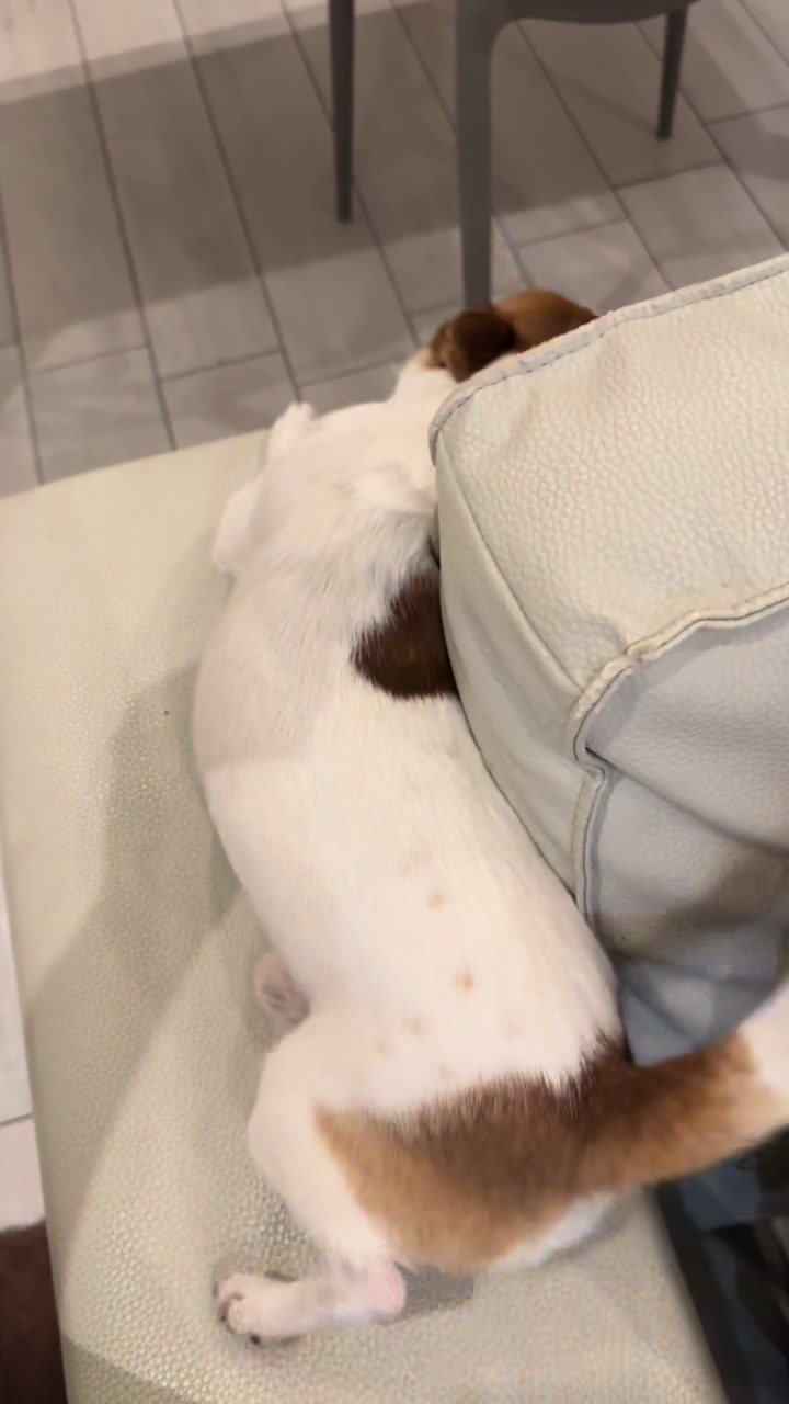 @Ninja_chihuahua