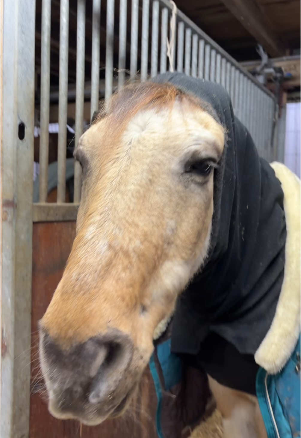 @mon poney pie