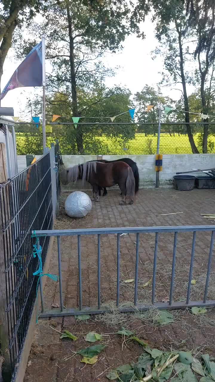 @the fanny's ranch (nsps)