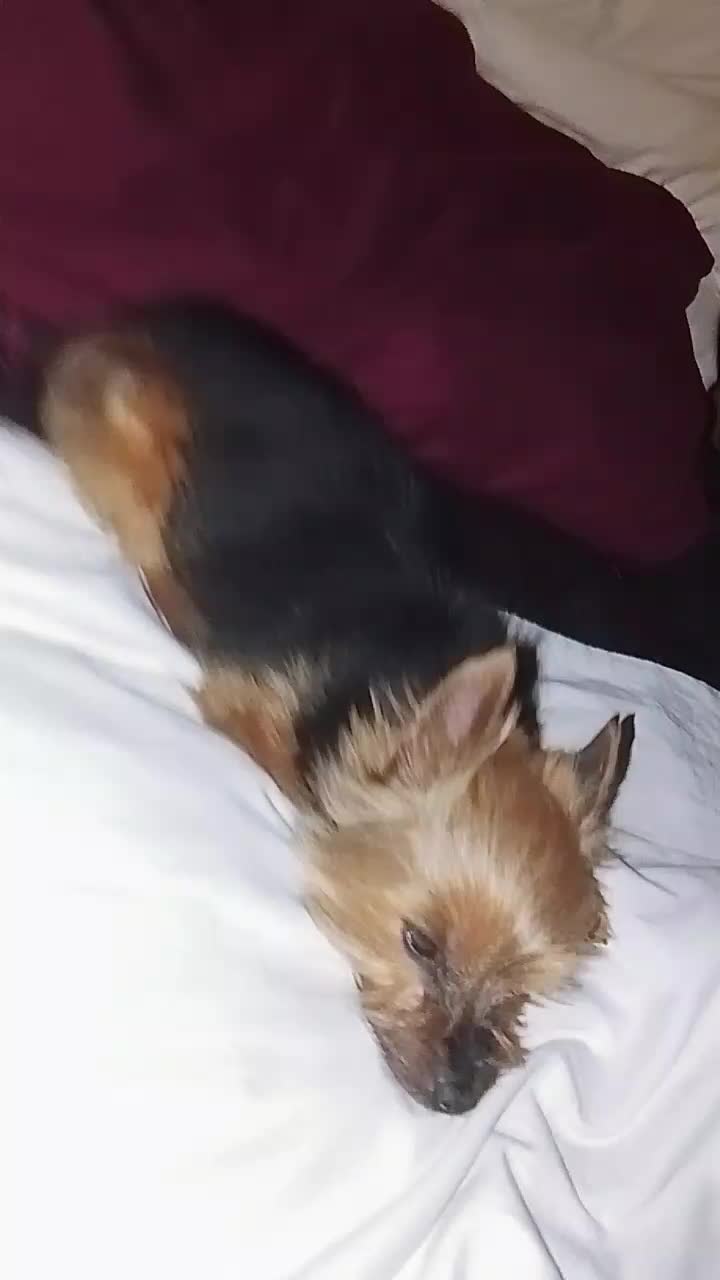 @petfamily4