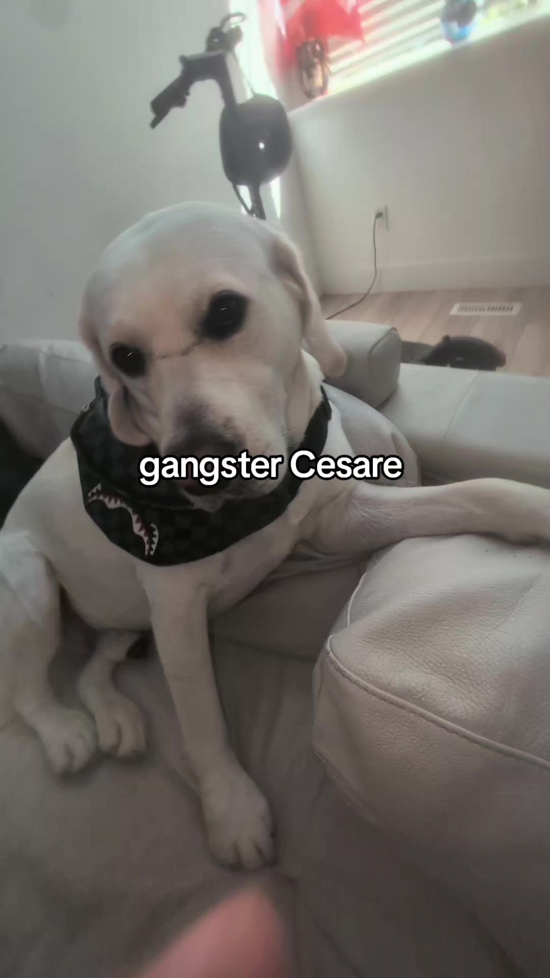 @Life With cesare