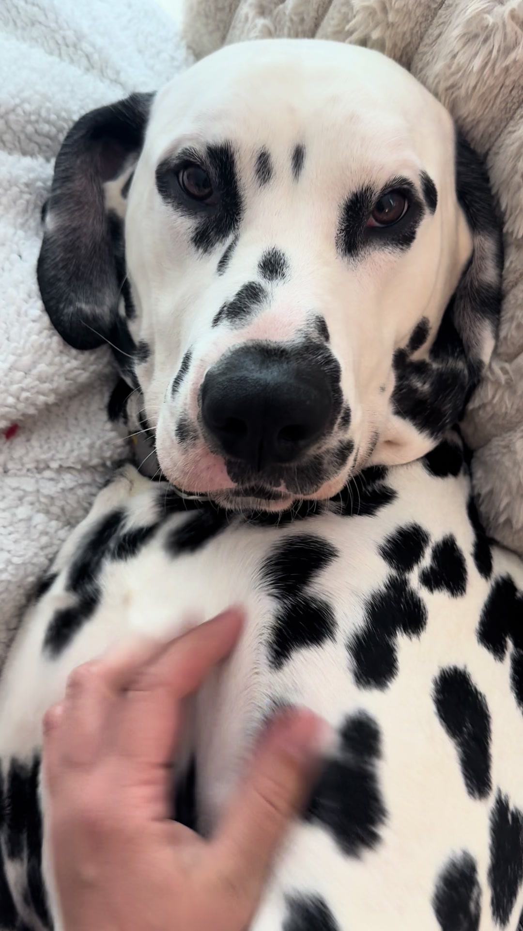 @Tommy & Babbles the Dalmatian