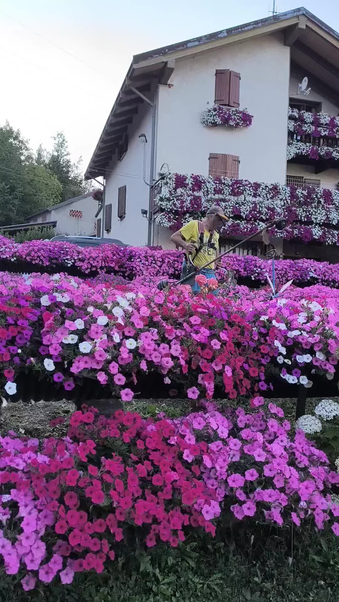 @Elena Vulpe Pilipenc