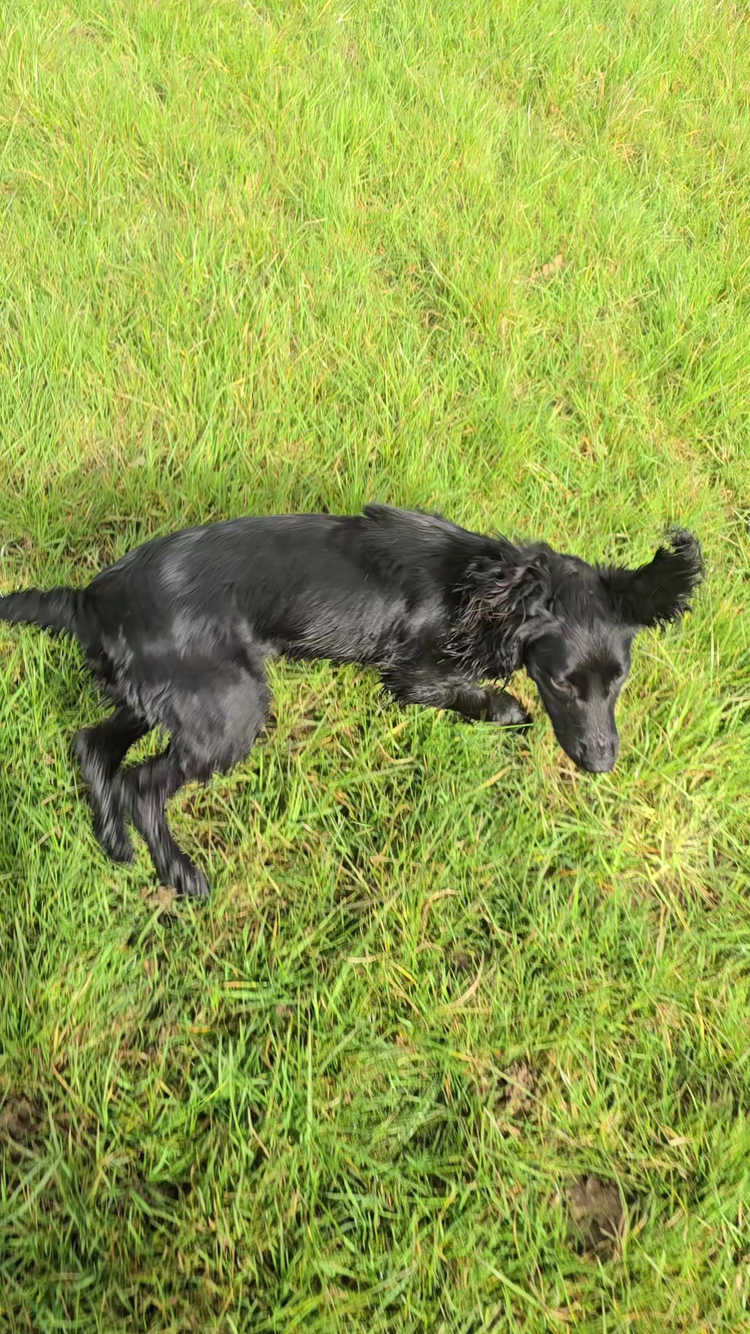 @MillHillGundogs