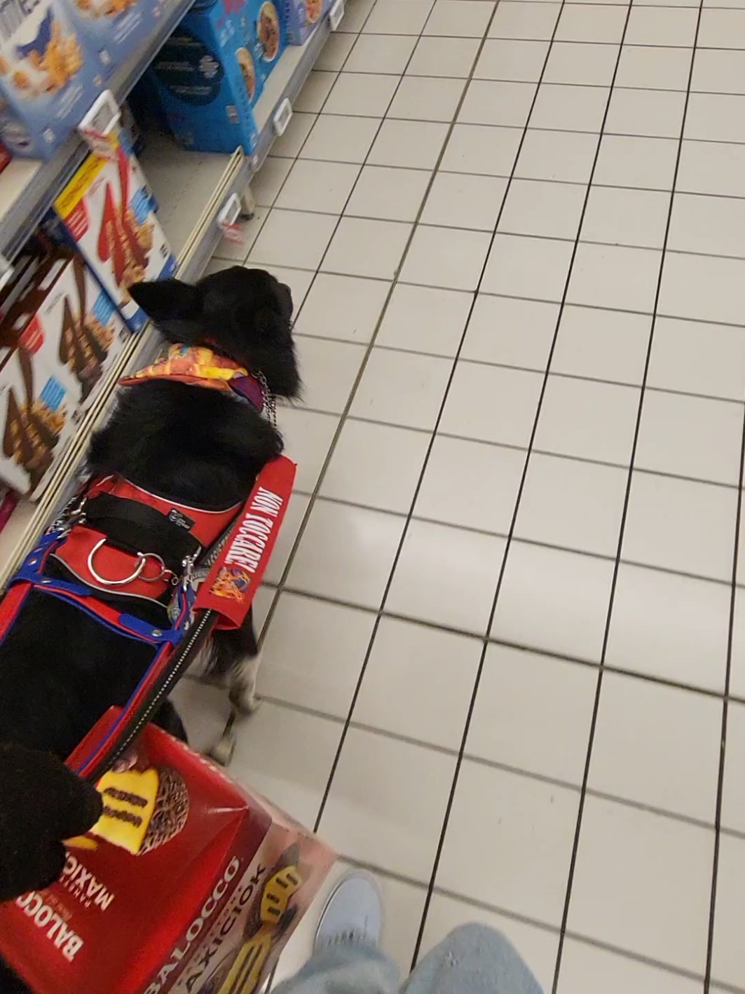 @Service dog Falco 🐾🦅🌈