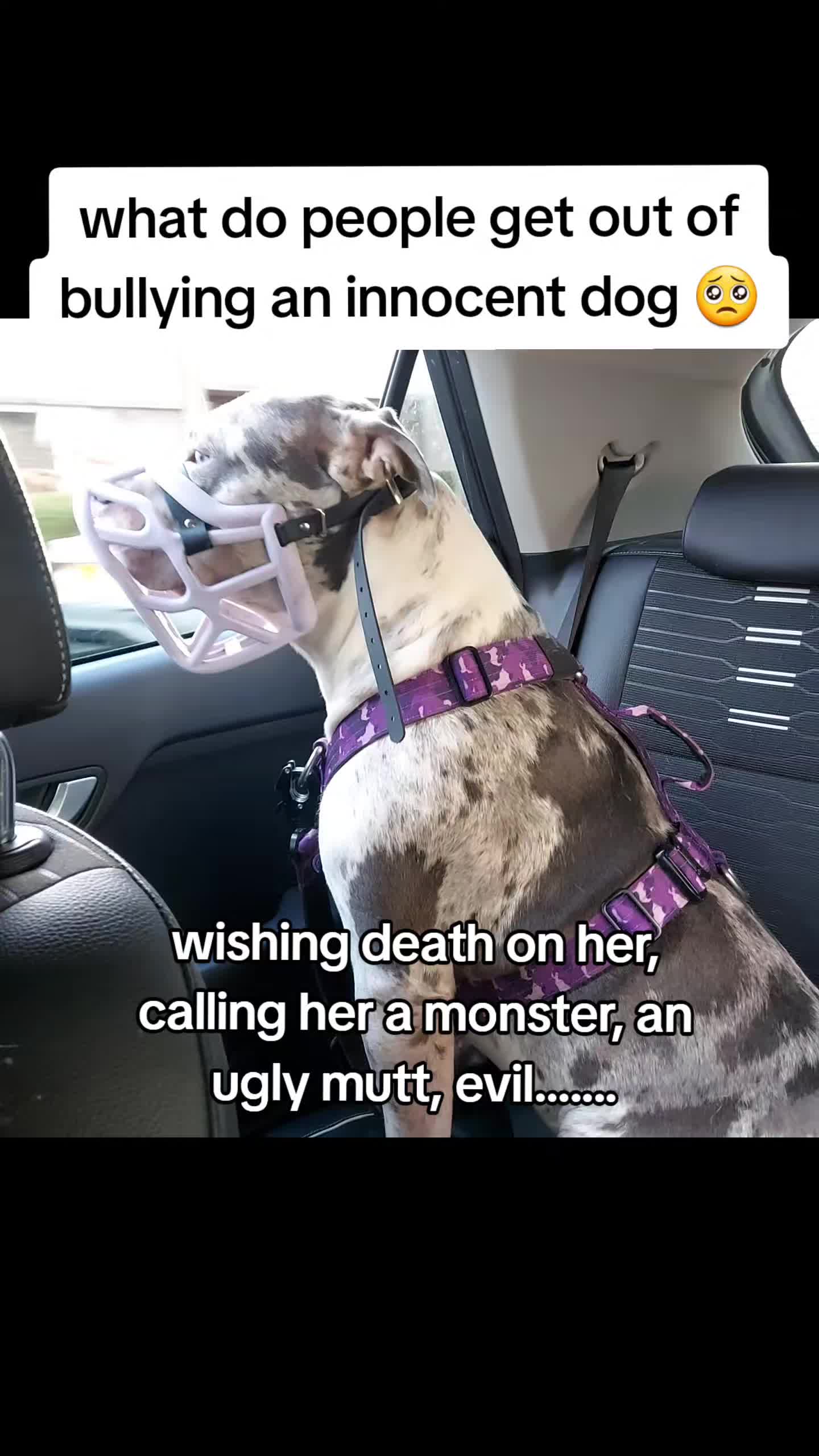 @kirsty+starlight the xl bully