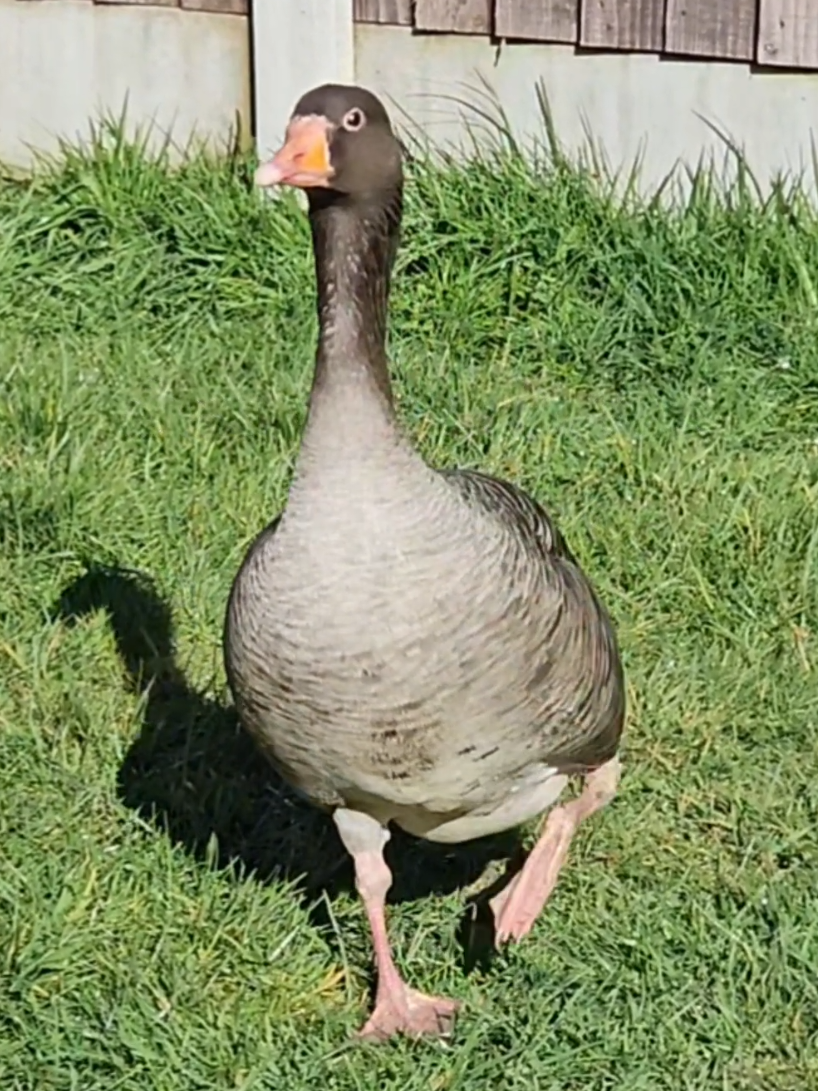 @Waterhouses Wildlife Rescue
