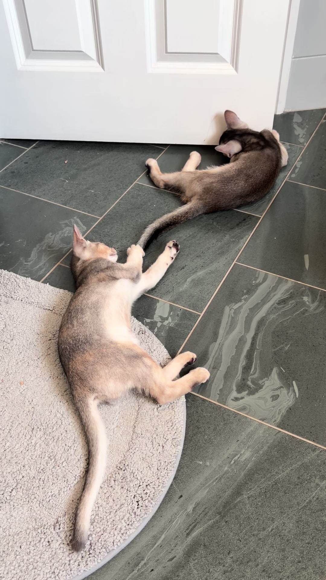 @Abyssinian cat UK